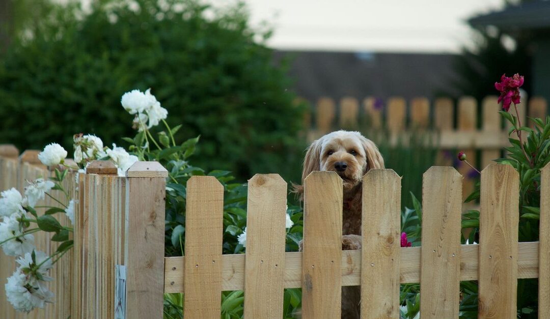 Best Fence Options for Dogs in Connecticut Yards